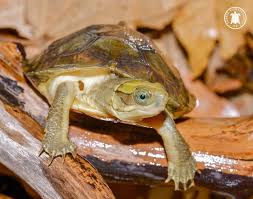 pans box turtle